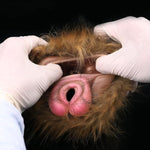 Animal Male Masturbators Cup With Removeable Fur, Tiger Lifelike Pocket Pussy Stroker Sucking Sex Toy For Man Silicone Dual Channel Realistic 3D Sleeve, Male Masterbaters For Man Pleasure