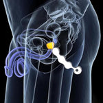 Stainless Steel Anal Beads Anal Plug Prostate Massage Anal Ball With Penis Ring Bdsm Sex Toys Masturbator Stimulator Intimate Sex Products (S)