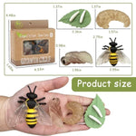 4Pcs Bee Growth Cycle With Flash Cards,Life Cycle Learning & Education Toys,Montessori Toys,Gift For Girl & Boy For 3 4 5 6 7 Year Old (Bee)