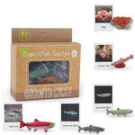 Montessori Life Cycle Animal Insect Figurines Learning & Education Toys, Plastic Insect Toys For Kids, Preschool Activities For Toddlers (Salmon)