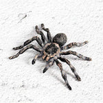 Realistic Animal Figures - Spider Action Model Lifelike Insect Toy Figures - Educational Learning Toys Birthday Set For Boys Girls Kids Toddlers (Giant Whiteknee)