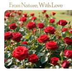 16 Preserved Flowers Rose Birthday Gifts For Women Her Mom Wife Girlfriend Grandma On Valentines Mothers Day Christmas Anniversary Romantic