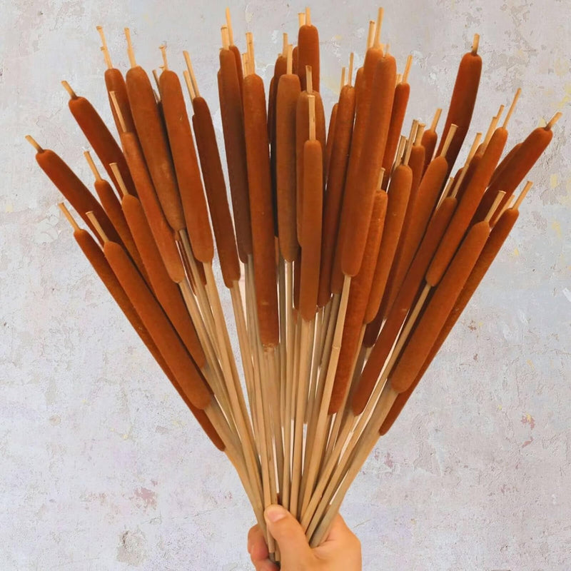 Dried Natural Brown Cattails Flowers - 20Pcs Real Broadleaf Pencil Cattail Ste