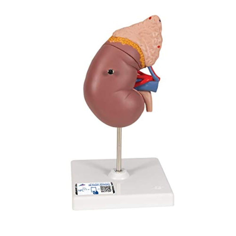 K12 Kidney With Adrenal Gland 3B Smart Anatomy