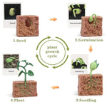 4 Pcs Plant Growth Cycle With Flash Cards,Life Cycle Learning & Education Toys,Montessori Toys,Gift For Girl & Boy For 3 4 5 6 7 Year Old (Plant)