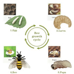 4Pcs Bee Growth Cycle With Flash Cards,Life Cycle Learning & Education Toys,Montessori Toys,Gift For Girl & Boy For 3 4 5 6 7 Year Old (Bee)