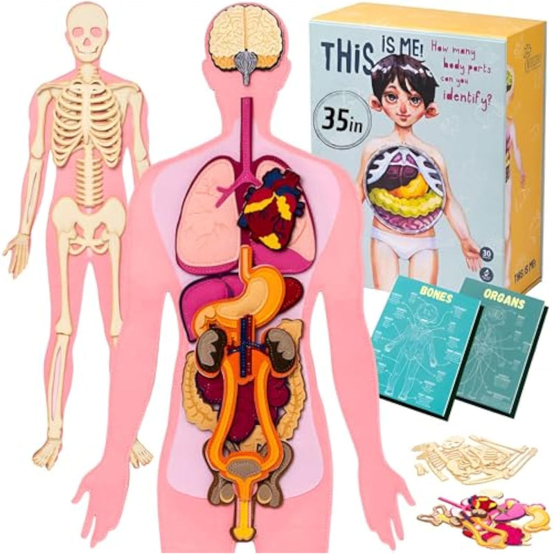 This Is Me! Human Body Model For Kids – Extra Large Felt Anatomy Set With 30 Detachable Organs & Bones – Montessori Organ Match For Homeschool Anatomy, Classroom Science & Educational Gift