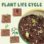 4 Pcs Plant Growth Cycle With Flash Cards,Life Cycle Learning & Education Toys,Montessori Toys,Gift For Girl & Boy For 3 4 5 6 7 Year Old (Plant)