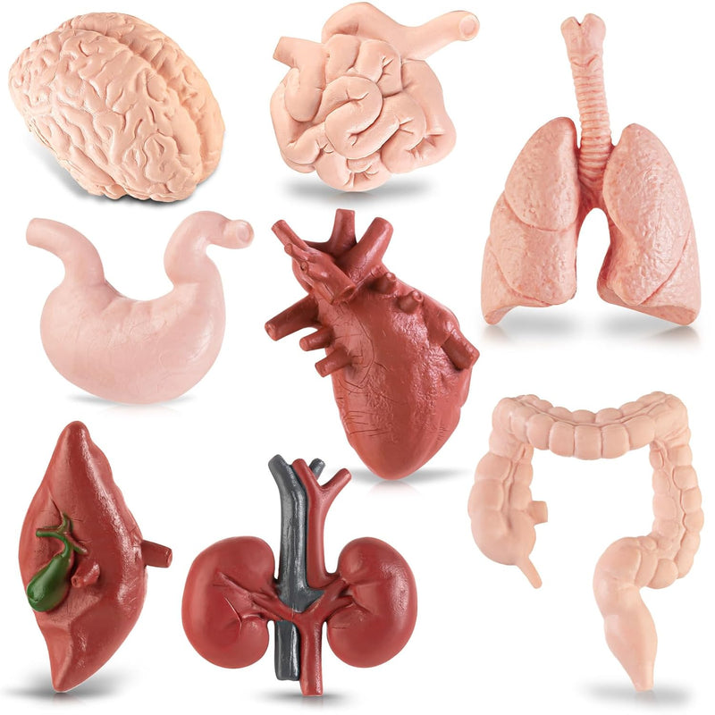 Mini Human Body Model For Kids, 8Pcs Body Parts Sets Anatomy Toys, 3D Anato