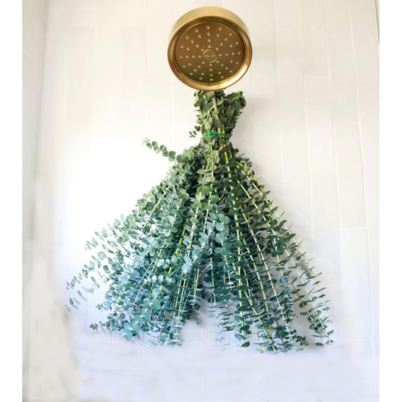 30 Pcs Eucalyptus For Shower,100% Natural Fresh Eucalyptus Stems, 17" Real Euc
