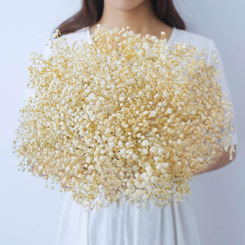 Dried-Flowers-Babys-Breath-Bouquet-17.2 Inch 2500+ Ivory White Flowers, Natura