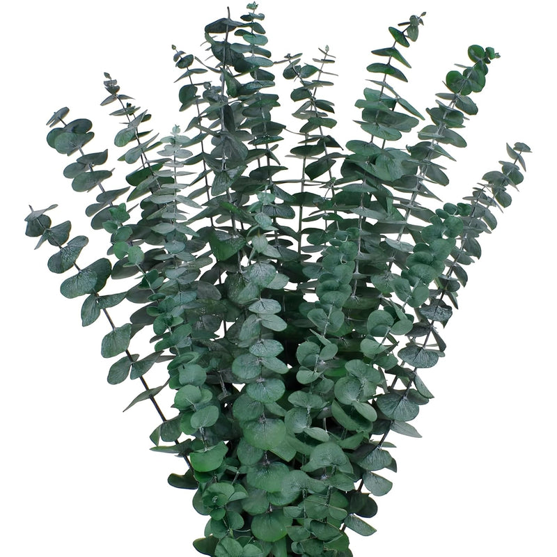 12Pcs Dried Eucalyptus Bundle ,17'' Real Eucalyptus Stems - 100 % Natural Fres