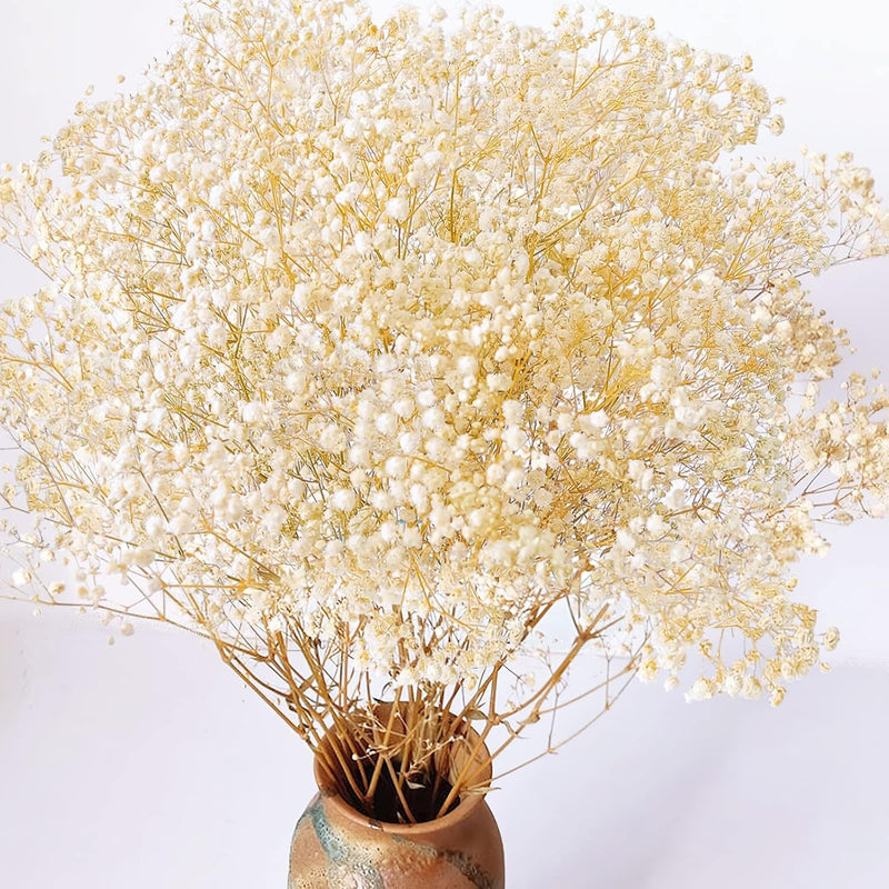 Dried-Babys-Breath-Flowers-Bouquet, 17.2 Inch 2500+ Ivory White Flowers, Natur