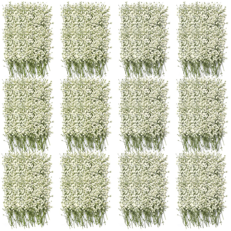 Dried Babys Breath Flowers Bouquet Ivory White Babys Breath Real Flowers Natur
